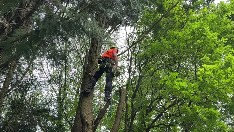 How Our Tree Care Process Works  in  Thibodaux, LA